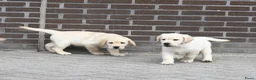 Labrador Retriever honden te koop: Knappe Labrador pups met stamboom ! - Advertentie 28