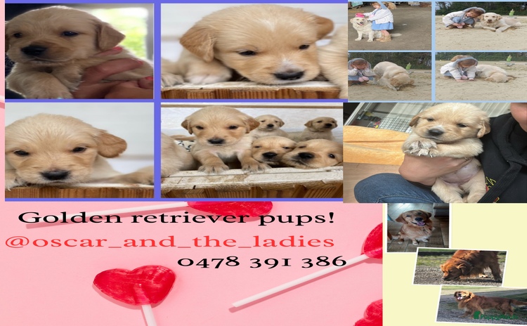 Golden Retriever honden - Advertentie 8