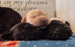 Labrador Retriever honden te koop: Zwarte en gele labrador pups met stamboom - Afbeelding 12