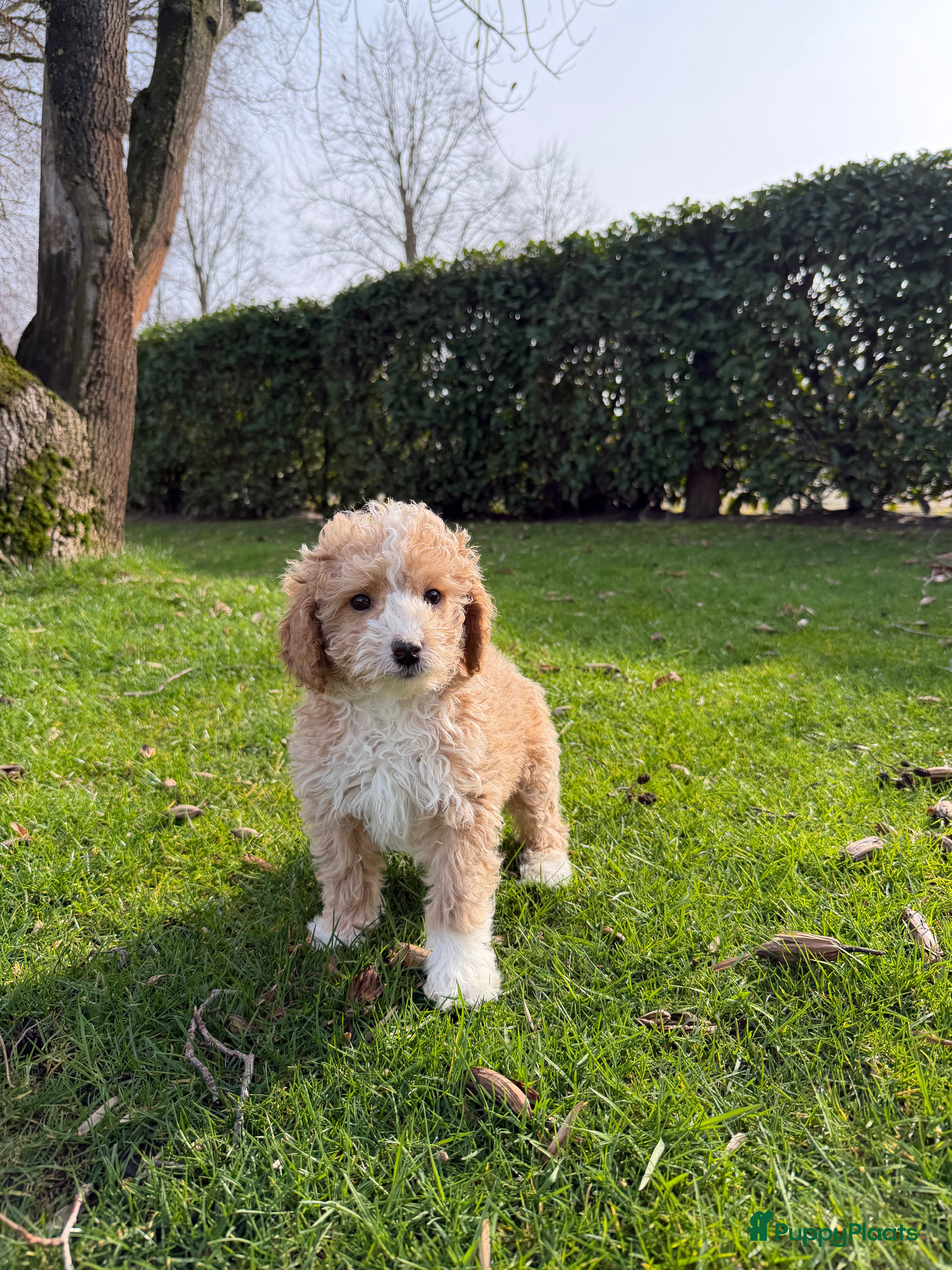 Labradoodle honden Mini Doodle (Poedel x Mini Labradoodle) pups - Advertentie 2