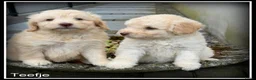 Kruising honden te koop: Bordoodle F1b pups. Bordoodle x Labradoodle - Advertentie 14