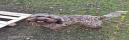 Lagotto Romagnolo honden te koop: Lagotto Romagnolo Pupies - Advertentie 21