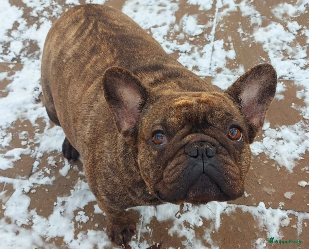 Franse Bulldog honden te koop: Prachtige Franse Bulldog pup met stamboom - Advertentie 8