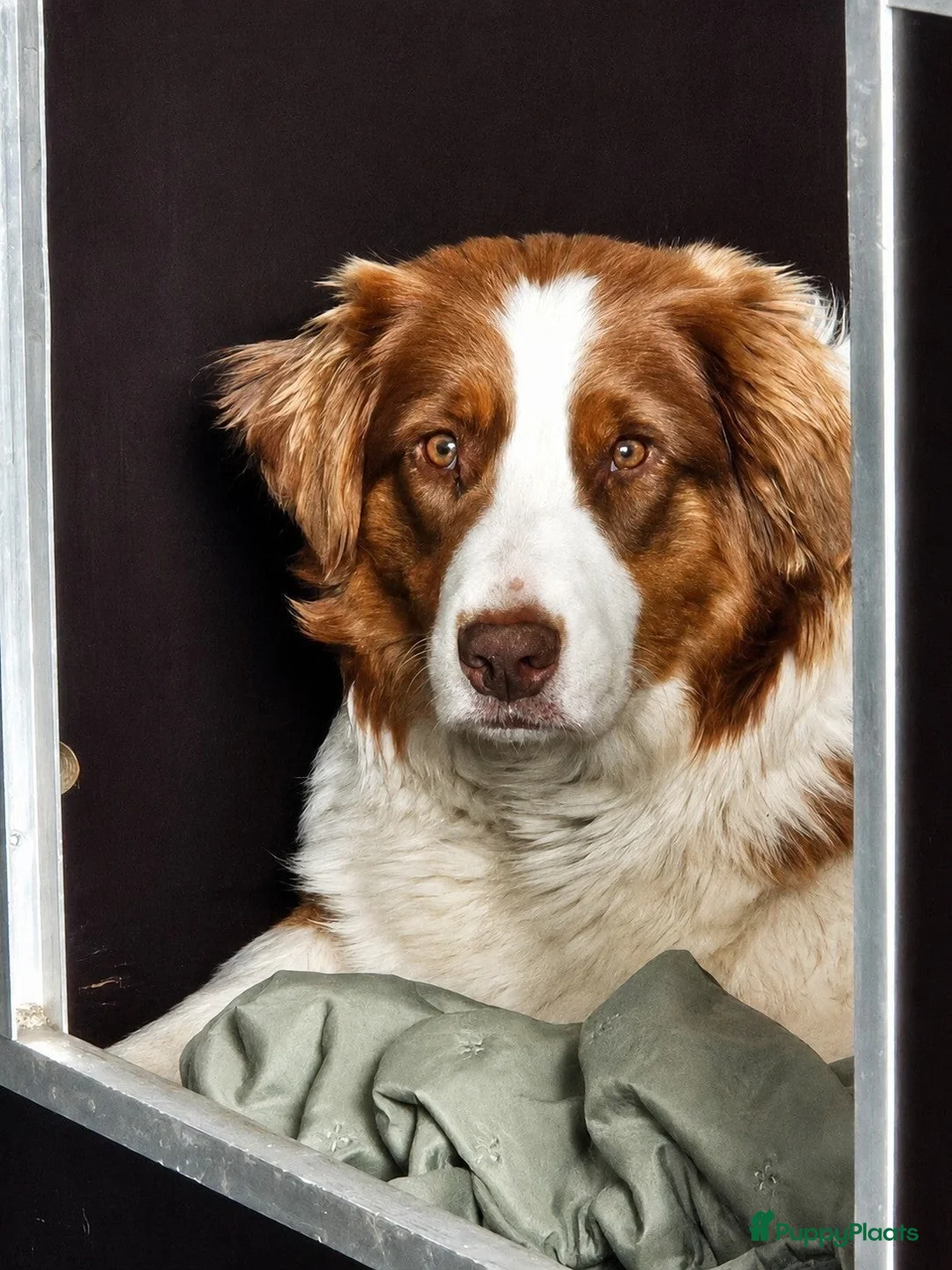 Australian Shepherd honden te koop: Australian Shepherds pups uit geteste ouders  in Rotterdam - Advertentie 2