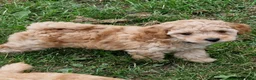 Poedel Toy honden te koop: Schattige toypoedel toy poedel pups 3 reutjes  - Advertentie 4