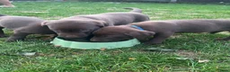 Kruising honden te koop: Zeer mooie Labmaraner pups, Labrador x Weimaraner in Son - Advertentie 4