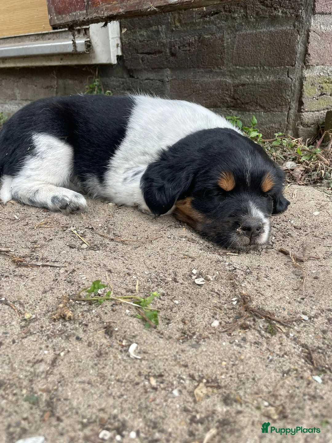 Kruising honden te koop: Lieve puppy's  in Hazerswoude-Dorp - Advertentie 12