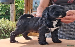 Tibetaanse Terriër honden te koop: Tibetaanse terrier pups - Afbeelding 1