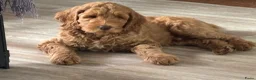 Australian Labradoodle honden te koop: Australian labradoodle pup reu - Advertentie 7