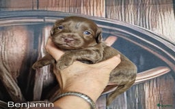 Australian Labradoodle honden te koop: Australian labradoodle Backcross micro/mini - Afbeelding 21