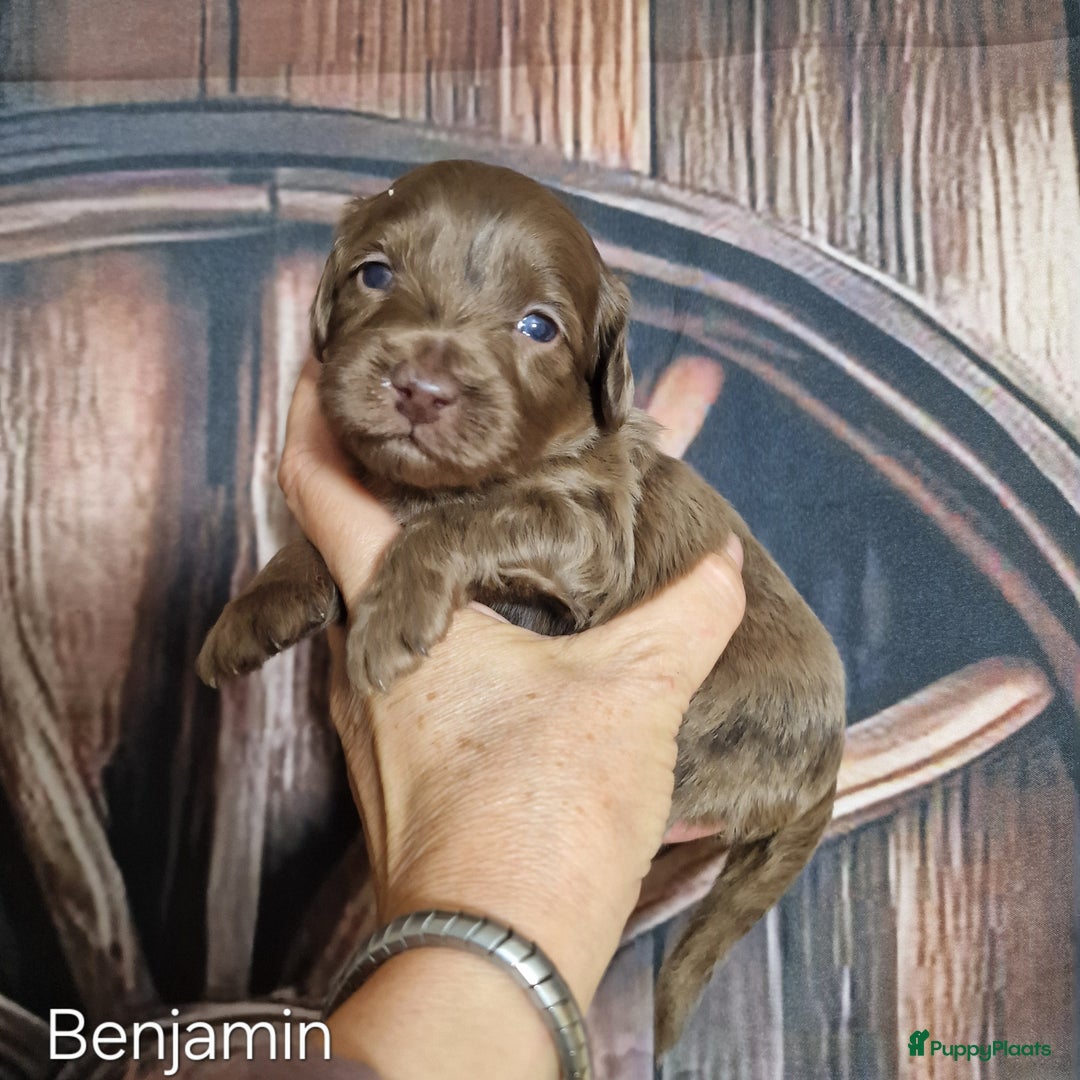 Australian Labradoodle honden te koop: Australian labradoodle Backcross micro/mini - Afbeelding 21