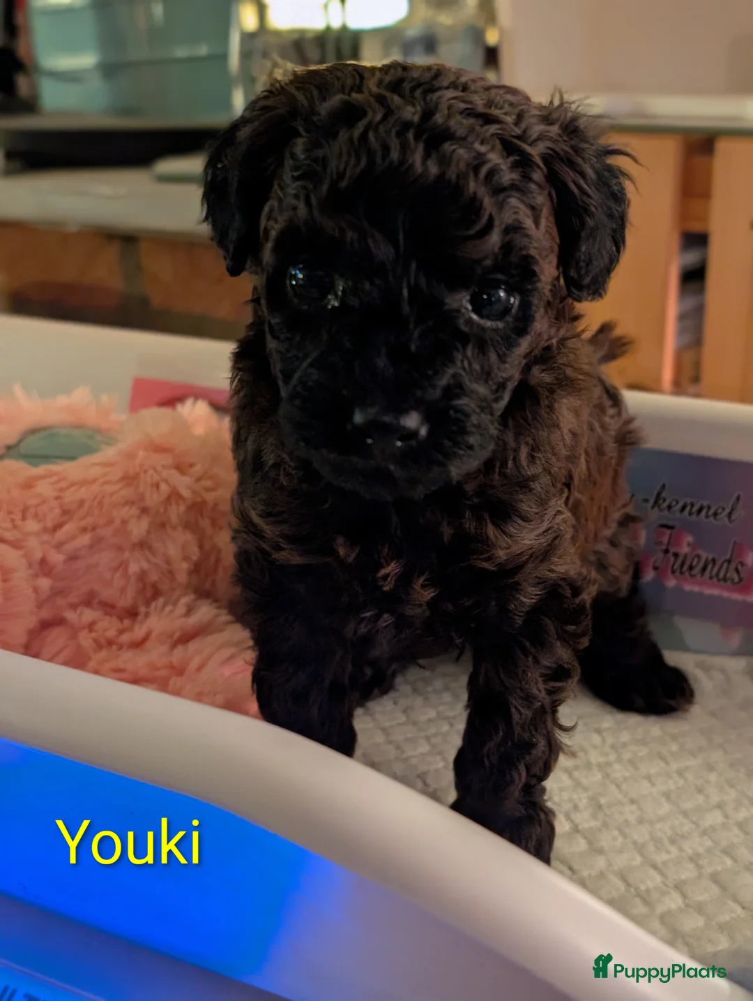 Poedel Toy honden te koop: Toypoedel puppies  - Advertentie 14