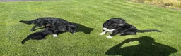 Kruising honden te koop: Lieve reu Golden Retriever / Friese Stabij - Advertentie 2