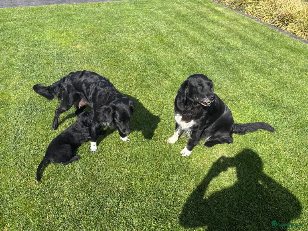 Kruising honden te koop: Lieve reu Golden Retriever / Friese Stabij - Advertentie 2