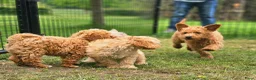 Kruising honden te koop: Mini labradoodle x maltipoo - Advertentie 8