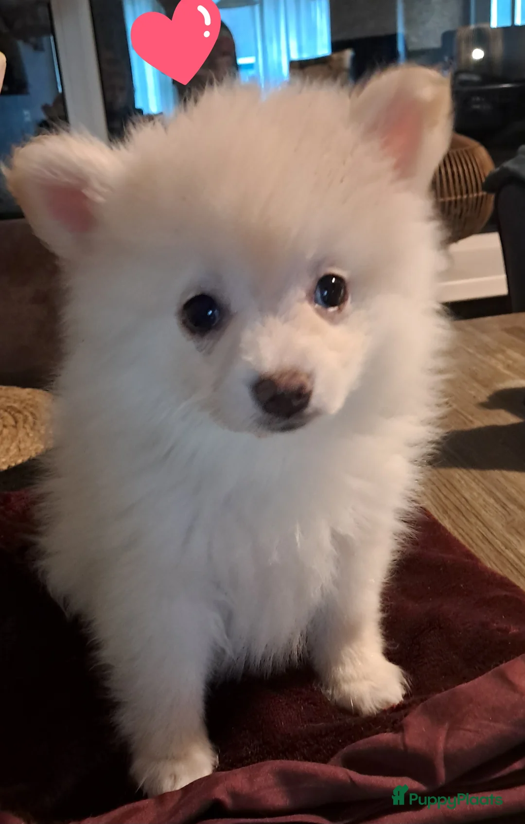 Pomeriaan honden te koop: Pomeriaan pups  - Advertentie 5