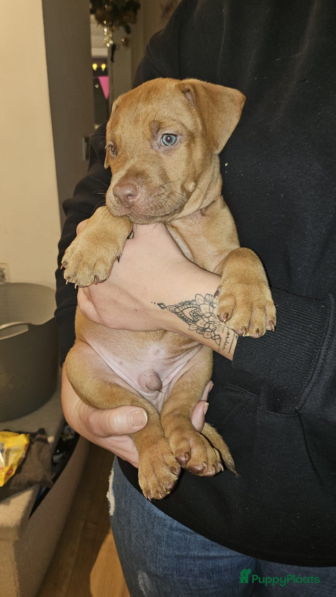 Kruising honden te koop: Prachtige pups te koop – Dobermann x Bully XL 🐾 - Advertentie 2