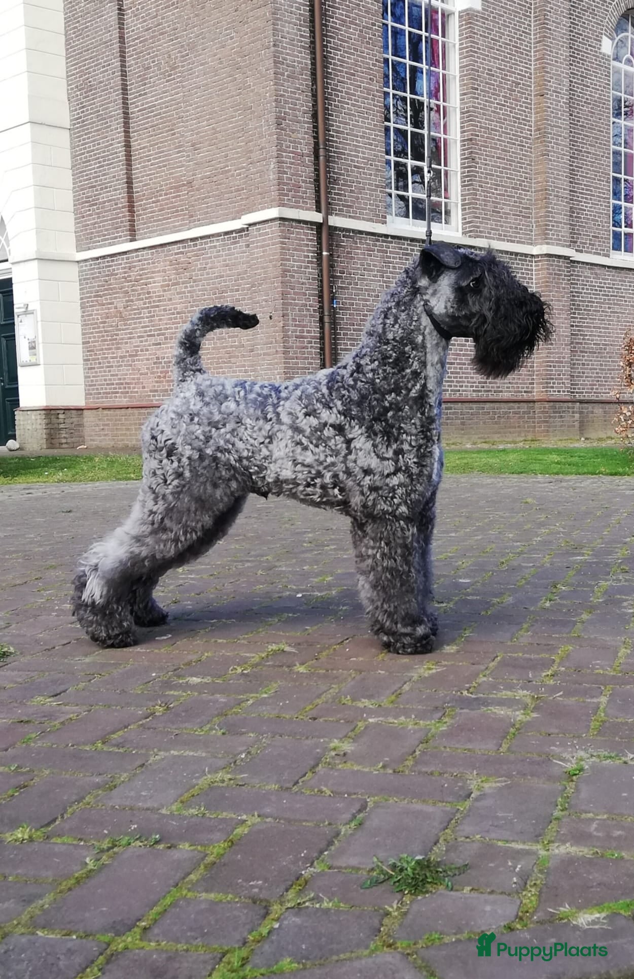 Kerry Blue Terriër honden Kerry Blue Terrier. Beschikbaar - Advertentie 1