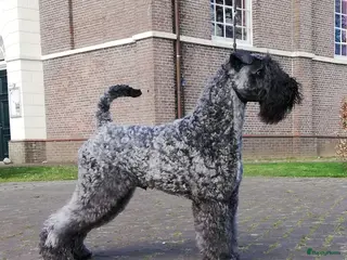 Kerry Blue Terriër honden Kerry Blue Terrier. Beschikbaar - Advertentie 1