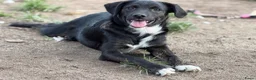 Kruising honden ter adoptie: Apollo - Advertentie 1