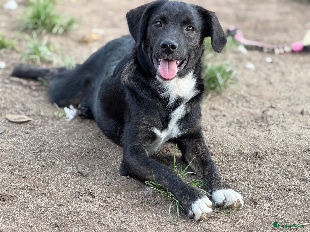 Kruising honden ter adoptie: Apollo - Advertentie 1