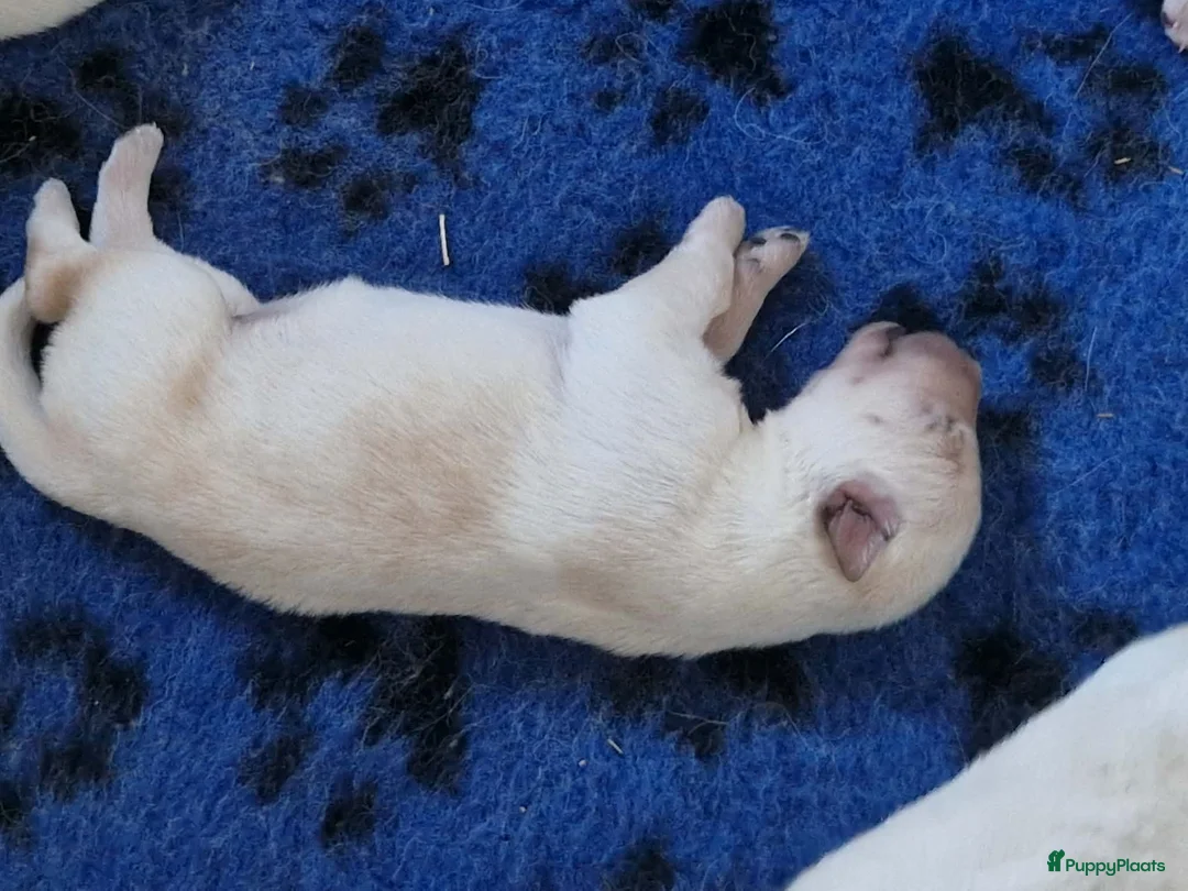 Zwitserse Witte Herdershond honden te koop: witte herder pups - Advertentie 4