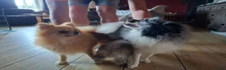 Pomeriaan honden te koop: Laatste pomeriaan reutje blue merle - Advertentie 3