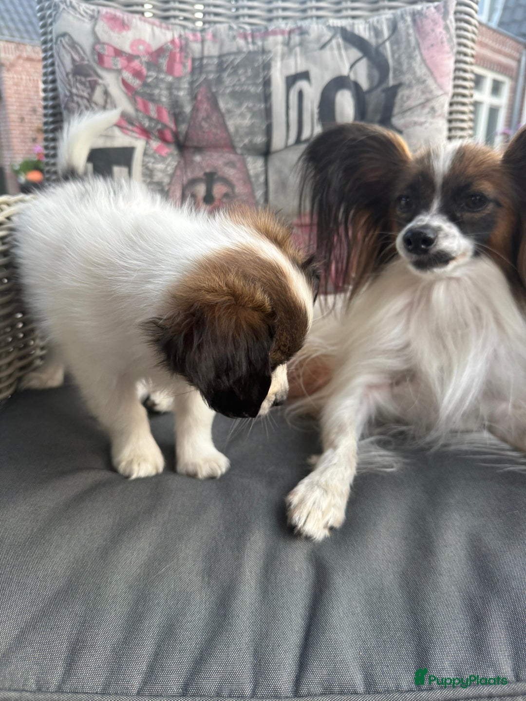 Vlinderhondje honden te koop: Mooie wit/sable Pappilon pup - Advertentie 6