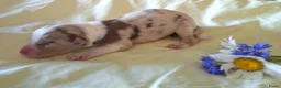 Australian Shepherd honden te koop: Australian Shepherd pups beschikbaar - Advertentie 4