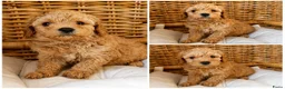 Labradoodle honden te koop: Mini doodle puppys - Advertentie 3
