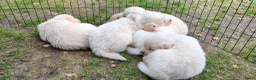 Golden Retriever honden te koop: Deze leukerds zoeken een baasje - Advertentie 14