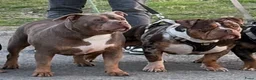 Amerikaanse Bully honden ter dekking: American Bully dekreu (getest) - Advertentie 6