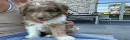 Kruising honden te koop: Miniature Aussiedoodle  - Advertentie 4