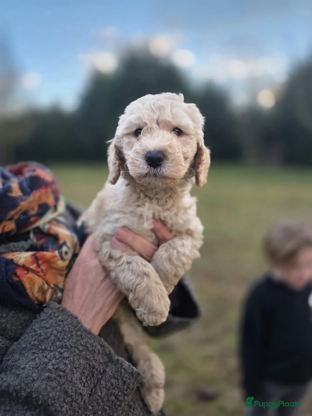 Labradoodle honden te koop: Labradoodle pups - Advertentie 3