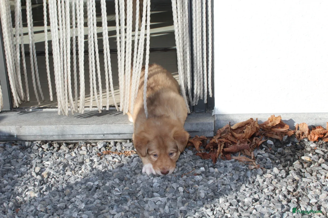 Kruising honden te koop: 🐾 Lieve, sociale pups zoeken hun gouden mandje 🐾 - Advertentie 5