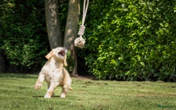 Goldendoodle honden te koop: F1 Goldendoodle pups - Afbeelding 5