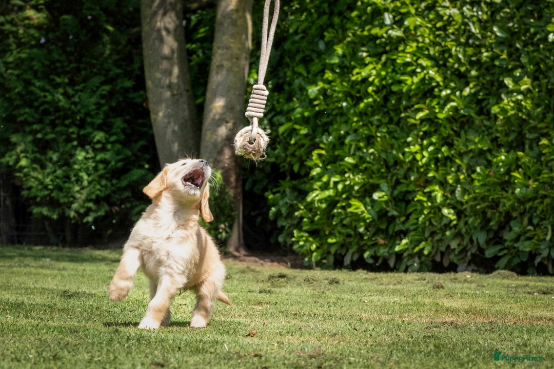 Goldendoodle honden te koop: F1 Goldendoodle pups - Afbeelding 5