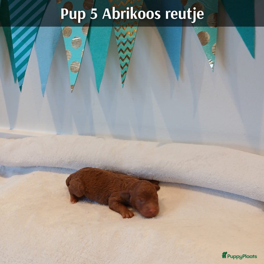 Poedel Toy honden te koop: Rasechte Toy Poedeltjes geboren in 2026! - Advertentie 13