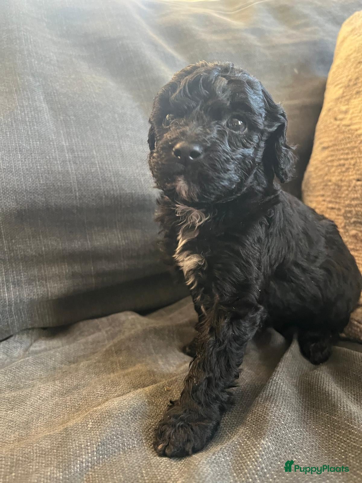 Labradoodle honden Prachtige mini labradoodle pups - Advertentie 1