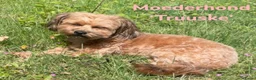 Maltipoo honden te koop: Maltipoo pup  - Advertentie 20