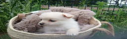 Pomchi honden te koop: Lieve pomchis - Advertentie 7