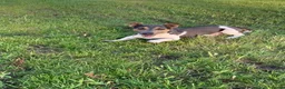 Jack Russel Terriër honden te koop: Jack Russel reutje te koop - Advertentie 1