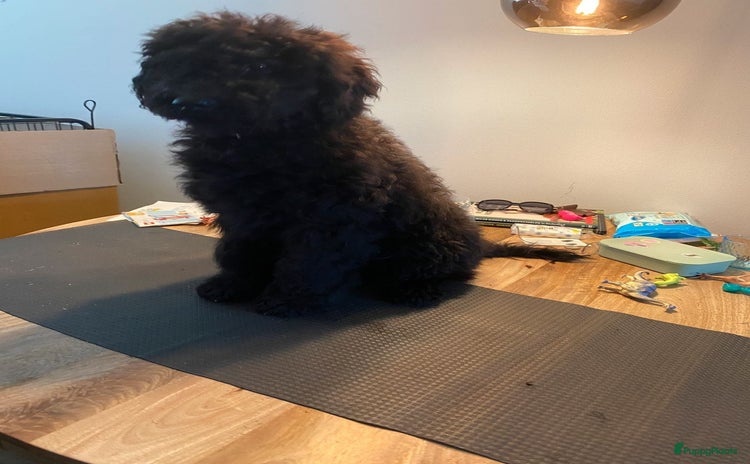 Labradoodle honden - Advertentie 1
