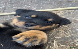 Rottweiler honden te koop: Nog 3 super lieve rottweiler reutjes. - Afbeelding 1