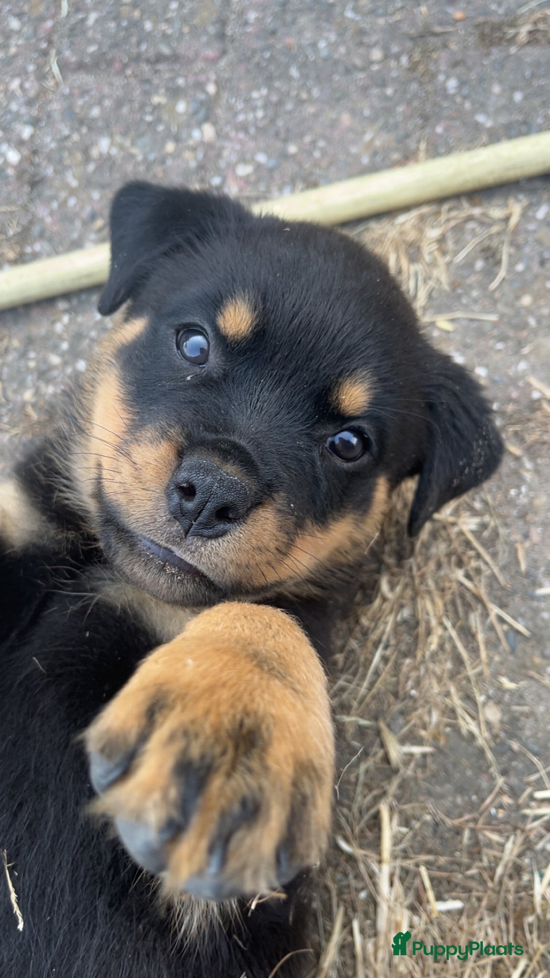 Rottweiler honden te koop: Nog 3 super lieve rottweiler reutjes. - Afbeelding 1