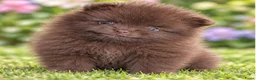 Pomeriaan honden te koop: Prachtige pomeriaan puppy's - Advertentie 1