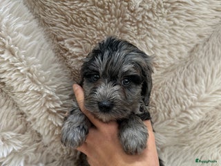 Poedel Toy honden Toy poedel teefjes - Advertentie 1