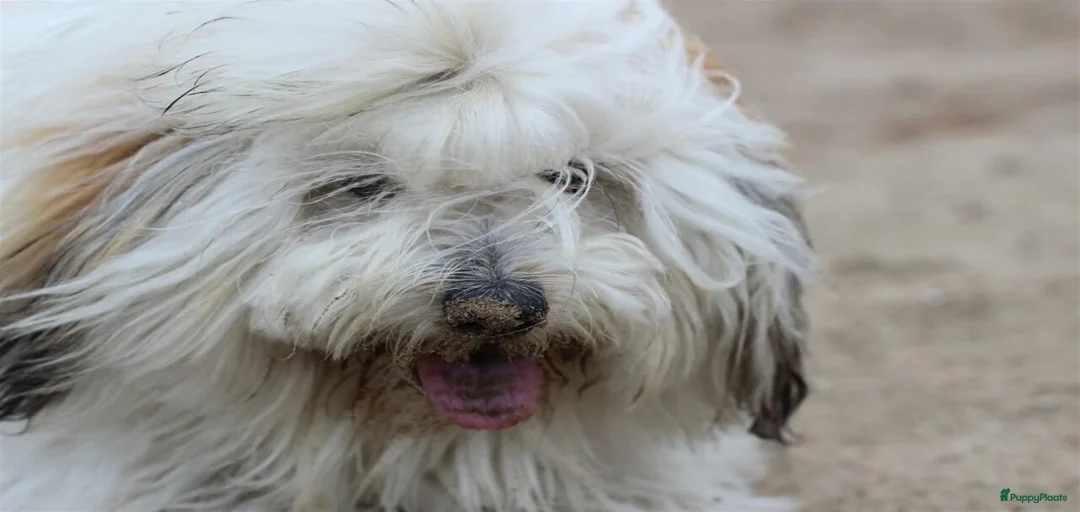 Galerij afbeelding {{count}}