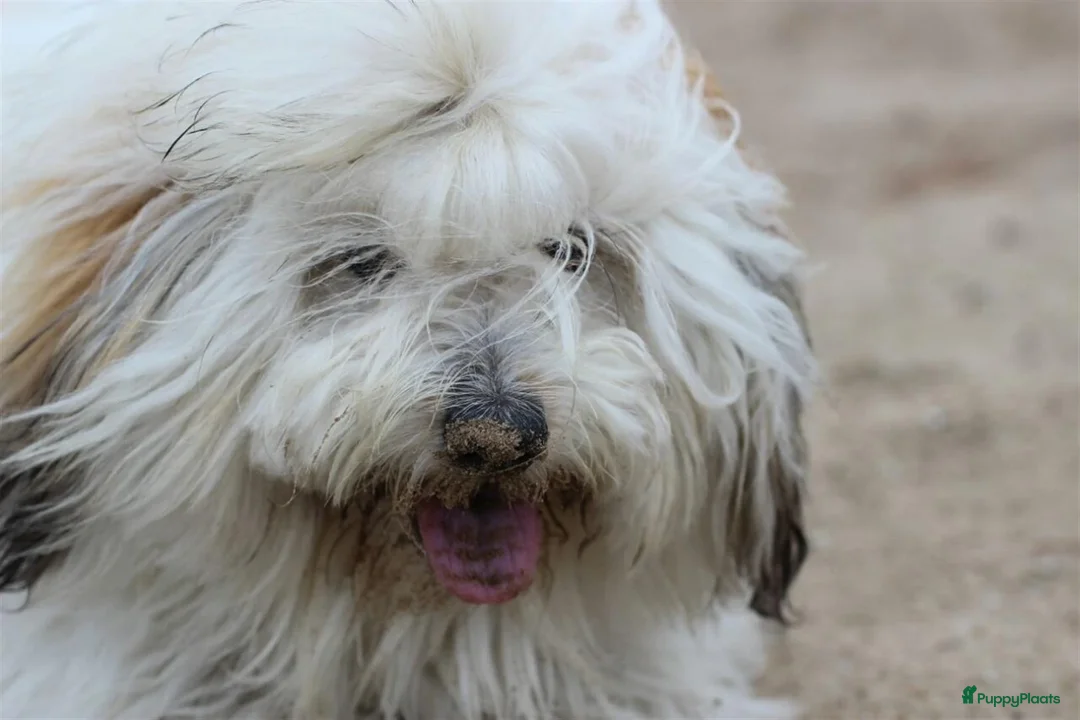 Galerij afbeelding {{count}}