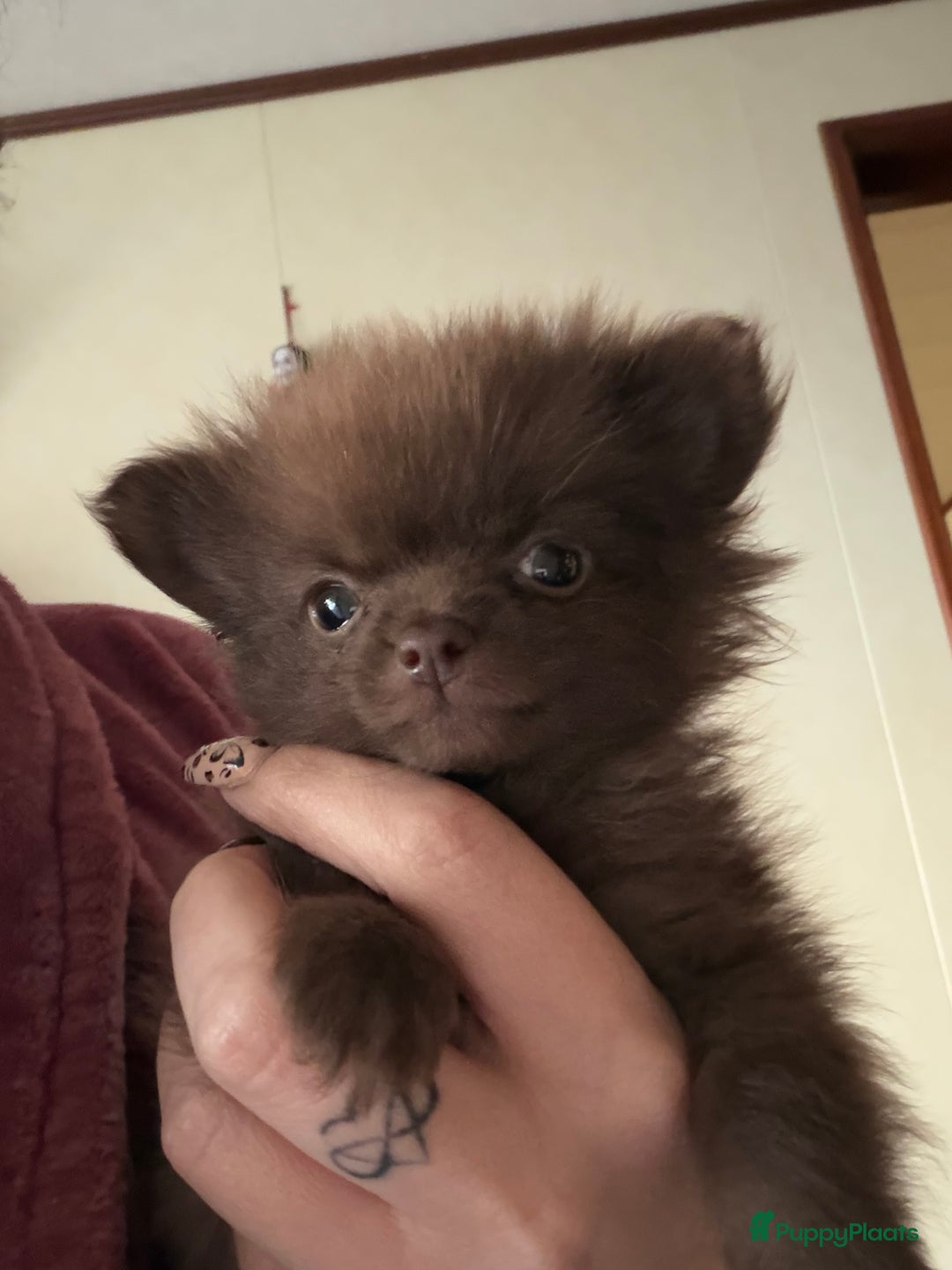 Pomchi honden te koop: Mooie pomchi - Advertentie 2